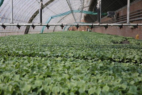 新質(zhì)密碼 沈陽秋實(shí)植物工廠以科技引領(lǐng)蔬菜種植新未來