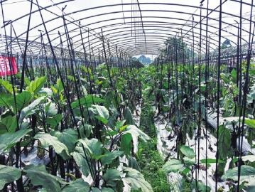種植戶實(shí)操指南 掌握蔬菜高效栽培技術(shù)，實(shí)現(xiàn)優(yōu)質(zhì)高產(chǎn)