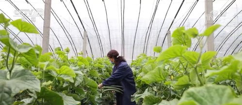設(shè)施蔬菜挑大梁，豐富百姓“菜籃子”