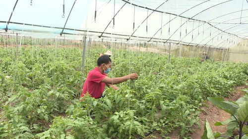 綠春縣 蔬菜產(chǎn)業(yè)種植托起鄉(xiāng)村振興致富夢