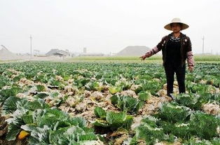 定鼎農(nóng)業(yè)蔬菜種植 技術(shù)賦能，行情導(dǎo)航，開啟農(nóng)民致富新篇章
