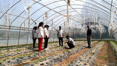 麥積區(qū) 科技特派員深入田間地頭，為蔬菜種植注入新動(dòng)能